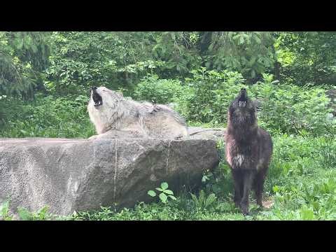 Gray Wolf Siblings Share Spring Howl