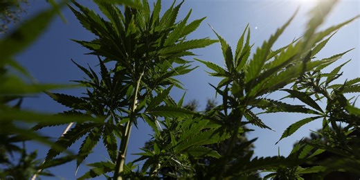 Trump Orders Cannabis to Be Reclassified as Less Dangerous Drug