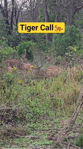 Tiger attack on deer in jim corbett national park | wild and nature india #wildlife #jimcorbett