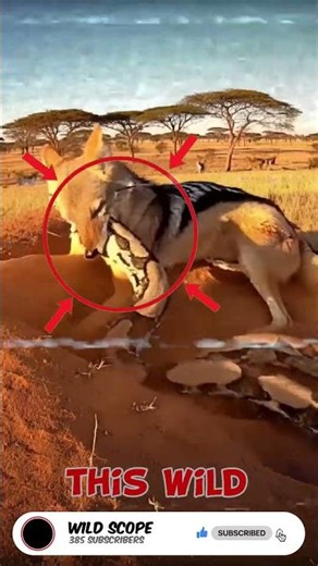 Jackal vs Python 🐍⚡ Python Strike #Shorts