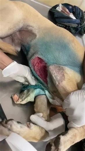 Labrador’s Chest Sliced Open By Deep, Flesh-Exposing Wound—We’re Fighting To Save Him [STORY BELOW]