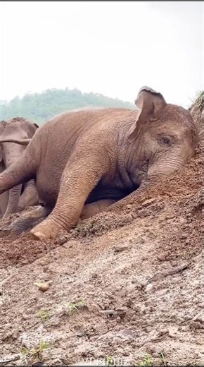 When Another Elephant Family Steps In #elephant #shorts #animals #elephants #wildlife #nature