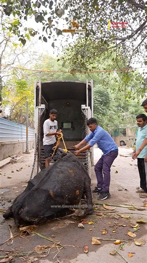 Hungry Cow Collapses After Eating Plastic in Burning Heat | Sad Story #cow #rescue #fyp #shorts