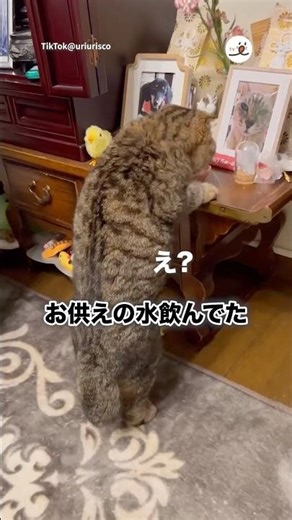 お供えの水が好き｜PECO