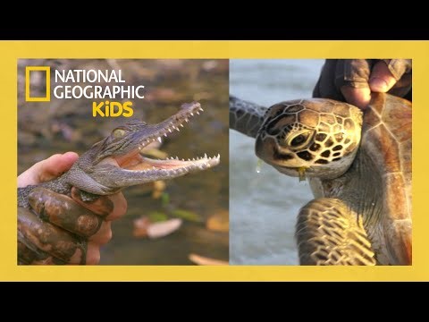 Out There with Jack Randall Full Episodes Compilation 🐊🐍🐢 | @natgeokids