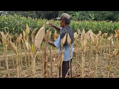SMART FARMER HARVESTS A HUGE CROP OF FRESH CORN! 🌽 SO SATISFYING! - Agricultural Farming