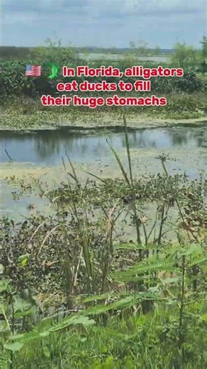 In Florida, alligators eat ducks to fill their huge 🐊🦆#Florida #Alligator #Nature #Wildlife #Duck