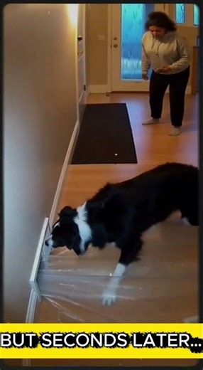 Dog Warned Us BEFORE Water Burst From Wall 🚨