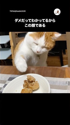 The face you make when you know you're doing something wrong | PECO