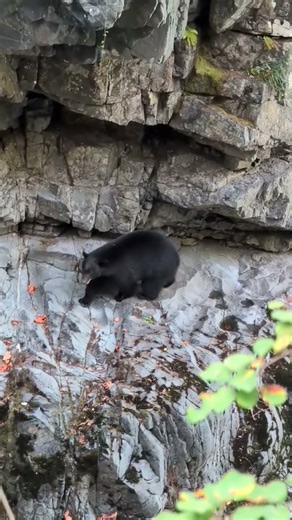 Bear Escapes Rocky Ledge After Waterfall Fall | Bear Cave Footage