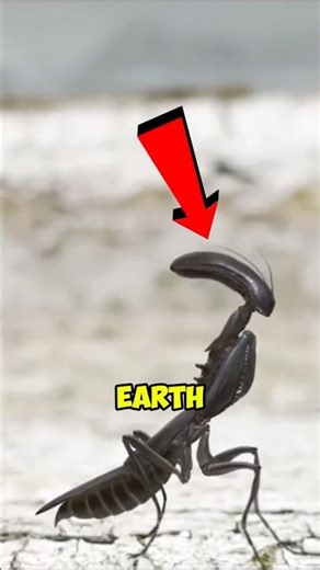 Insects That Look Like They Came From Another Planet! 😱 #insects #bugs #shorts