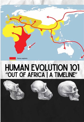 Replying to @Voomed Human Evolution 101 | Understanding “Out of Africa” and the human timeline. #evolution #origins #history #sciencetok #humanevolution