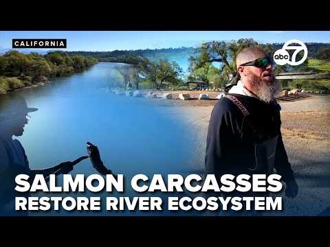 How dead salmon are helping restore the Sacramento River ecosystem