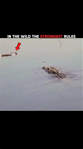 Crocodile ambushes python in water #wildlife #animals #youtube