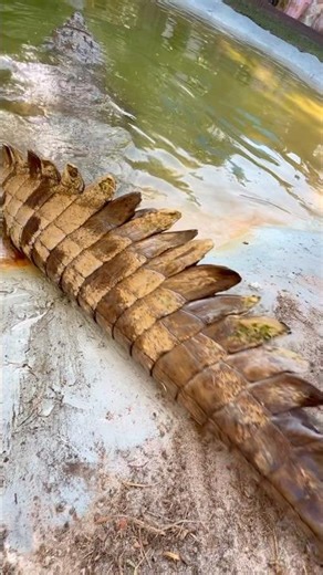 Is this Orinoco crocodile a real life dinosaur? #youtubeshorts #shortsfeed #crocodile