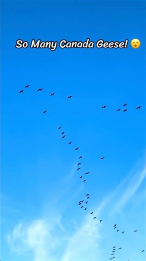 So Many Canada Geese Circling the Sky! 🪿😮