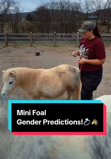 Mini Foal Gender Predictions!💍🐴 | mini cows