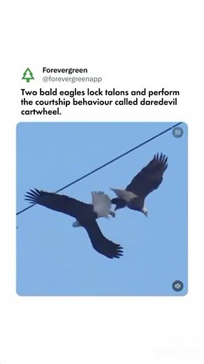 Bald Eagles Perform Daredevil Courtship Cartwheel