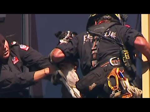 Dog finally rescued after being trapped on a balcony for two days
