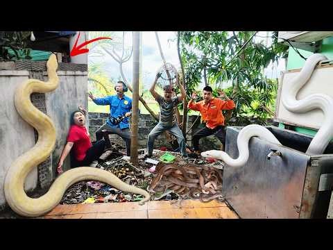 Terrifying! 3 Brave Hunters Rescue a Girl from Two Giant Pythons in an Abandoned House