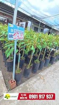 2 LOẠI SẦU RIÊNG KINH TẾ CAO ĐÁNG TRỒNG NHẤT NĂM 2026