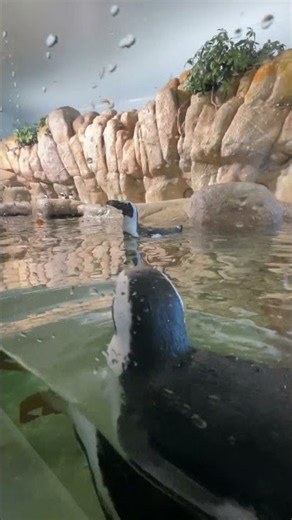 Monterey Bay Aquarium set to open bilingual 'Ocean in Motion' exhibit for kids