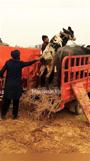 25 December 2025 Power Full Cow Big jump at Buffalo Loded 🐃 unloading