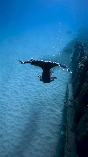 Swimming up to my fish friends at the bottom of the ocean #mermaid #professionalmermaid #mermaidtail #mermaidlife #mermaidcore #siren #fantasy #fantasycreature | Mermaid Sirenity