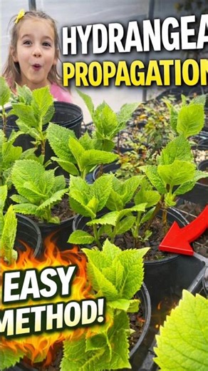 How to Propagate Hydrangeas 🌿 Grow Unlimited Hydrangeas from One Plant