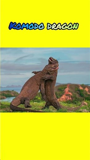 “Inside the World of the Komodo Dragon – Nature’s Silent Killer”