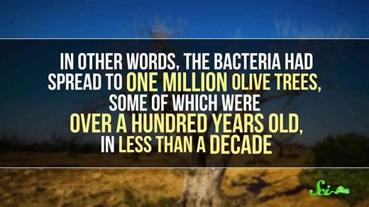 Why insects & plants have a complicated relationship