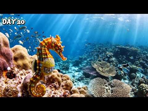 The Male Mother A 40 Day Miracle of the Sea's Silent Knight