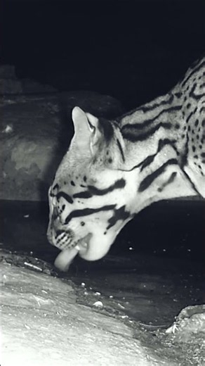 Ocelot in the Wild | The Secretive Cat of Mexico 🐆