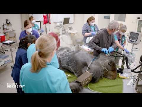 How the vets at the Detroit Zoo care for thousands of animals