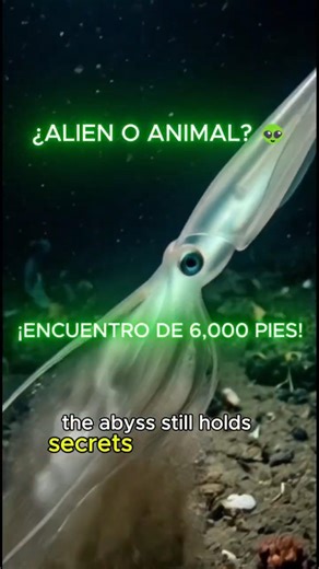 THE REAL ALIEN OF THE OCEAN! 🦑🛸 (The Bigfin Squid) #animals #wildlife #manteandmani #ocean