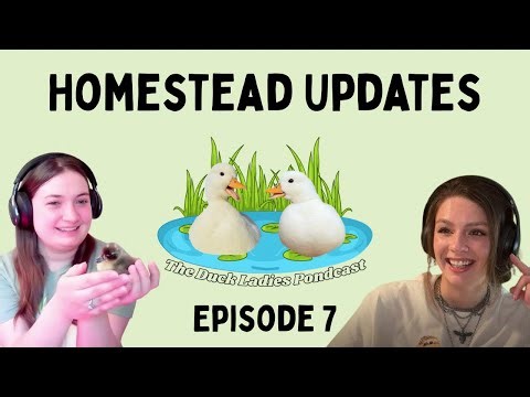 Homestead Updates | New Ducklings | Egg Yolk Peritonitis | Episode 7