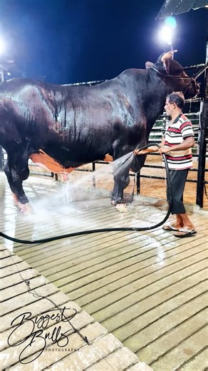 Gigantic Holstein Friesian bull