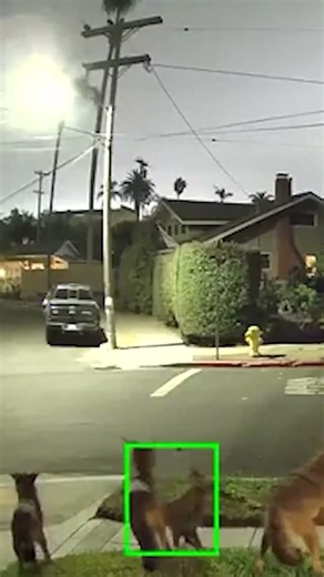 Wild coyotes launch into menacing early morning group howl outside San Diego home #shorts