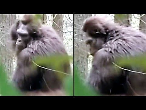 The Clearest Bigfoot Video In Existence Better Than The Patty Film