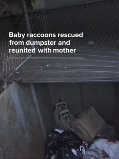A litter of baby raccoons were rescued and reunited with their mother after they got stuck in a dumpster in Oceanside, New York. #news #abcnews