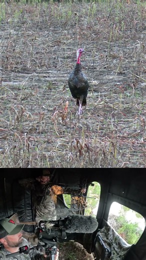Fresh Turkey Meat with the Blackout Bow