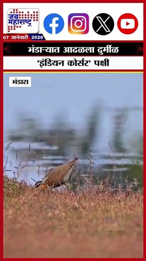 Bhandara Indian courser : भंडाऱ्यात आढळला दुर्मीळ 'इंडियन कोर्सर' पक्षी