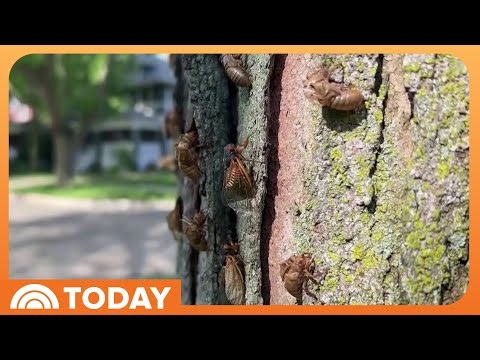 What’s Behind the Early Bug Boom Ahead of Spring and Summer?