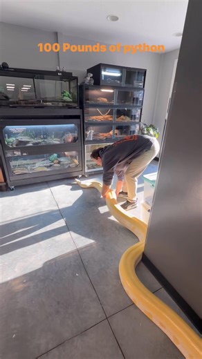 No exaggeration this huge male Burmese python weighs about 100 pounds and is still growing. Don’t forget to use your legs because he is a back breaker. #Big snake #snake #zoo #reptilezoo #python #albino #reptilehusbandry #reptilekeeper #reptilelife | OBX Lizard Land