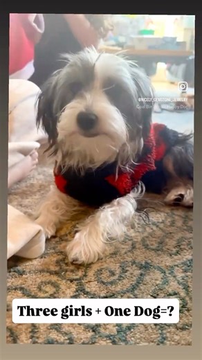 Sunday Fashion Show with our Morkie- Chloe Belle