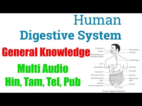 Human Digestive System - Explanation for SSC, UPSC Students | General Knowledge