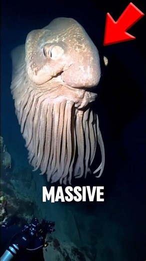 3 MASSIVE Sea Creatures That Caught on Camera#oceangiants #animalfacts #wildlife #shorts