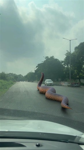 Biggest snake Found on Road #snake #wildlife #cobra