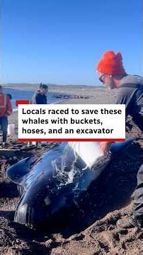 Locals rescued these whales with buckets, hoses, and an excavator
