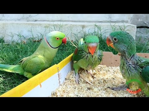 Indian Ringneck Parrot Dancing & Kissing Baby Alexandrine Parrots 🥹💚 Cute Family Moments Compilation